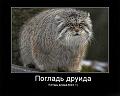 Евис